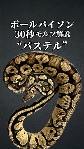 世に衝撃を与えたモルフ #ボールパイソン #爬虫類 #ballpython #reptiles #ペット