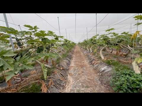 Papaya Trees Are Bent Like This in Taiwan