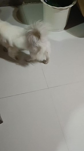 13 reactions · 5 comments | Snow the rat hunter,2 rats tko | Melchor Borja Montaño | Facebook