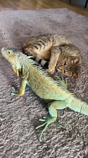 Can we be friends ?!? #reptiles #petlover #foryou #animals #cat #catsoftiktok #foryoupage