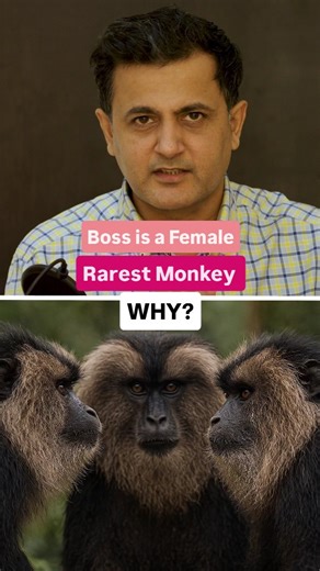 Bharat Kapoor | India's Rarest Monkey... And the Boss is a Female #RareWildlifeMoment #junglefacts #wildlifeeducation #educationalcontent | Instagram