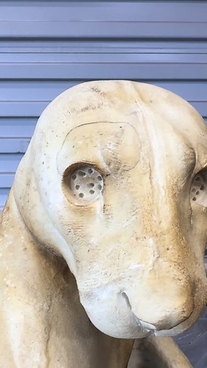 trophywifetaxidermy on TikTok