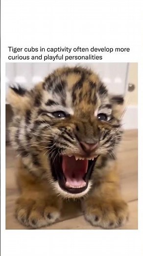 These Baby Tigers Will Melt Your Heart!