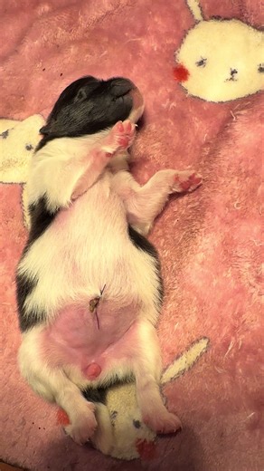 I am sweet little puppy with full belly 🥰 #tiraventopomeranians #pomeranian #pomeranianlove #pomeranianlife #pomeraniansofinstagram