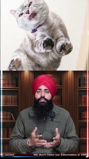 From Shelter to Stardom ✨ Nala the Millionaire Cat #NalaCat #RichestCat #PetInfluencer #CatSuperstar