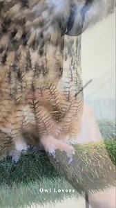 So cute owl🦉✨ #owl | Owl Lovers