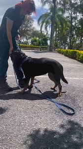  How to Teach the ‘Stand’ Command!  Ready to teach your dog to...