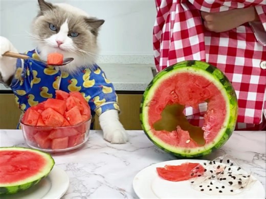 当小Puff遇上西瓜🍉，整蛊大戏开演！