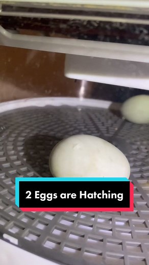 Understanding Duck Eggs: Hatching Time and Incubation Period
