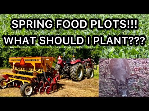 SPRING FOOD PLOTS: WHAT TO PLANT FOR THE BEST DEER HUNTING IN THE FALL!