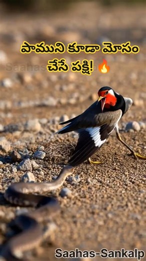 పాముని మోసం చేసే పక్షి! 🔥😳 Broken Wing Trick Explained | Red Wattled Lapwing