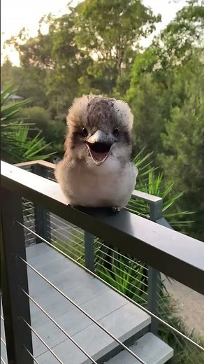 Adorable Baby Kookaburra Demonstrates its Signature Laugh || ViralHog
