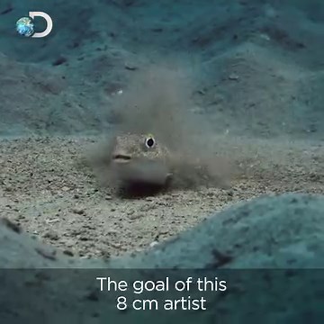 For 10 years, scientists couldn't discover what was forming these beautiful underwater patterns. Until now. 🐟🎨 | Discovery Channel UK