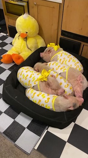 Adorable Pig and Duck: Little Duck Sleeping
