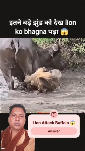 Lion vs Buffalo | Jhund Ne Bachayi Jaan 🐃🦁