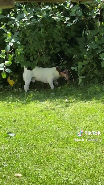 Jack Russell Terrier: Funny Dog Moments on TikTok