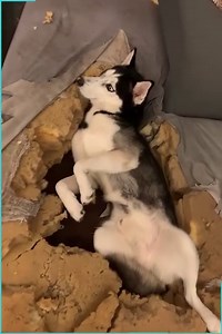 12M views · 419K reactions | Some of the looks from these guilty dogs... how can you even be mad at them?! ❤ | The Woof World | Facebook