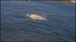 Alcatraz triathletes unfazed by shark attack in SF Bay