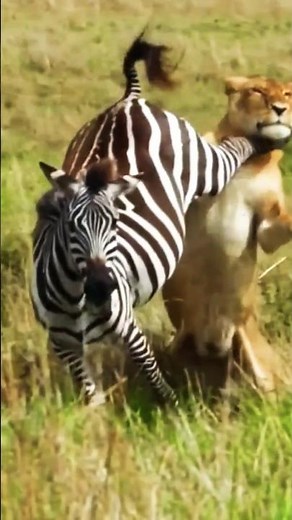 Zebra Kicks and Escapes Lion Attack