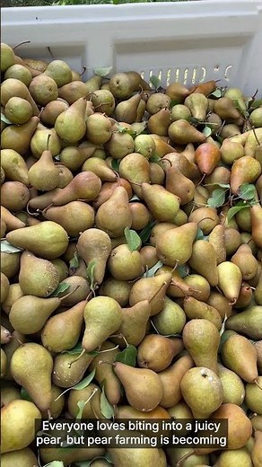 As neglected orchards spread, Oregon’s pear industry nears a breaking point