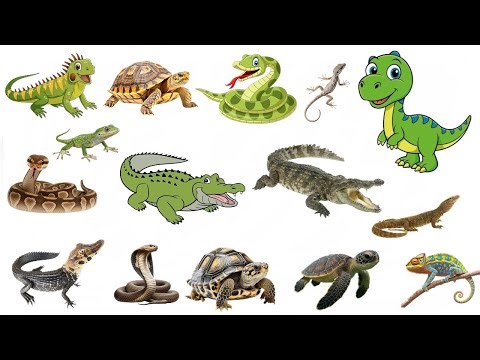 Many Types Of Reptiles Names for Kids | Snake, Crocodile, Turtle & Dinosaur | Learn Reptiles Names