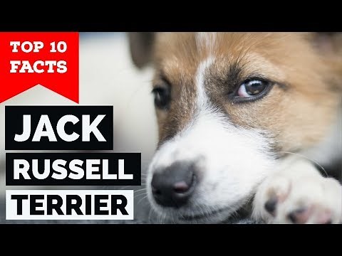Jack Russell Terrier – Top 10 Facts (The Hollywood Dog)