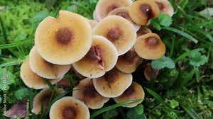 Clump of Honey Fungus in the forest. Armillaria mellea Stock Video