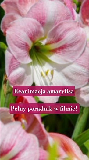 Amaryllis not blooming? This is how you save it! #shorts