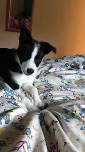 To license this content please click here: https://www.jukinmedia.com/licensing/view/1259419-3?utm_source=RMsocialpost&utm_medium=RMsocialpost | Jukin Copyright Management