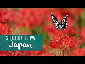 Red Spider Lily (Manjushage) Festival, Japan