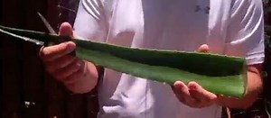 What Is Aloin? Is it Safe to Eat Aloe Vera?