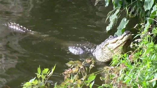 Person Witnesses Alligators Bellowing to Each Other