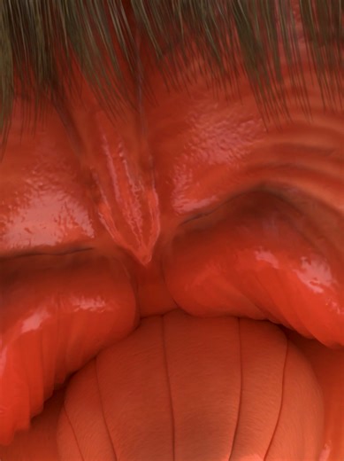 The Body’s Main Communication Pathway: Brainstem & Spinal Cord