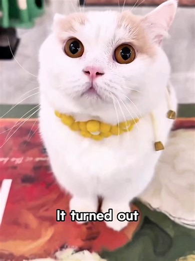 ကြောင်လေးရဲ့အထူးဆွမ်းကျောင်းပုံပြင်