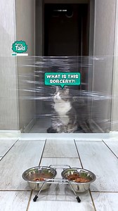 The invisible forcefield of doom! 😂 | Furry Tails
