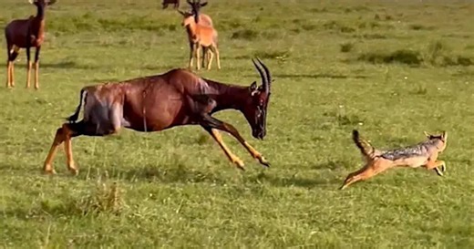 Predators close in as mother antelope makes a desperate stand
