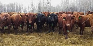 Beef Market Update: Volatility in U.S. cattle markets contrasts gains in Canadian fat cattle prices