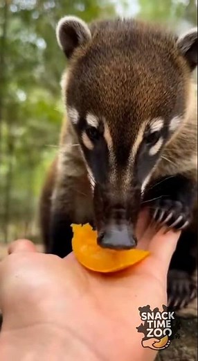 Feeding a Coati a Fruit Slice🥭