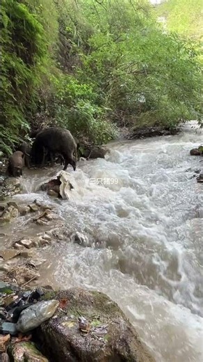 Wild Boar Walk Through Waterfall 🐗⛰️ #warthog #pig #boar #hog #viral #animal #wildpig #wildlife