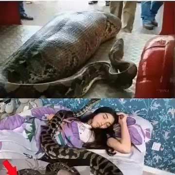 Woman slept with her Python every night, until the worst happened...see more | TD