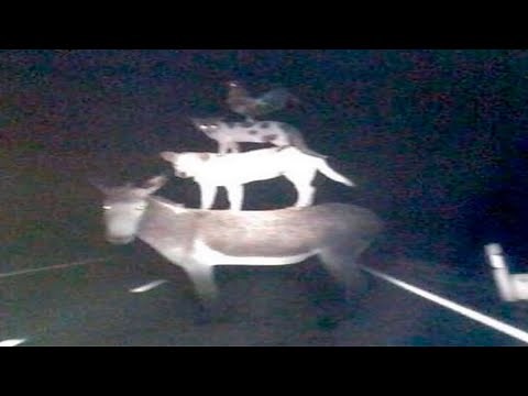 Absurd Memes I Found On The Internet