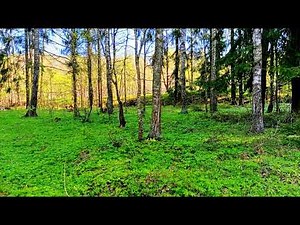 Relax with Forest Birdsong Nature Sounds for a Peaceful Night's Sleep