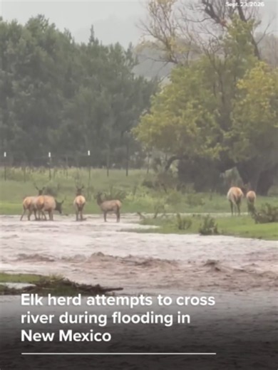 An elk heard is seen trying to cross a river in New Mexico as heavy monsoon rain throughout most of the state caused major flooding.