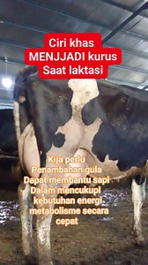 Energi cepat saji untuk sapi perah #sapiperah | Haryanto