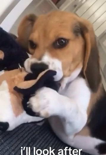 🤎 he’s just a baby #beagle #beagles #dog #dogs #doggo