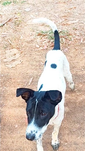 cute funny puppies barking sound dog bark compilation #shorts #dog