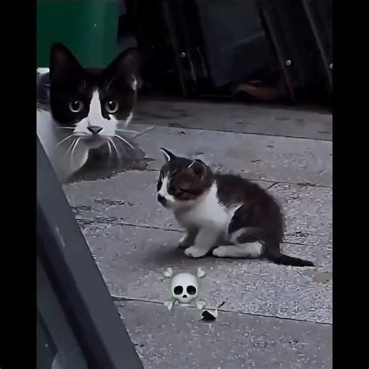 love of mother #cat #meme #cat #catedit