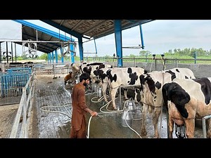 Modern Dairy Farming: Cow Milking Technology & Smart Farming Systems"
