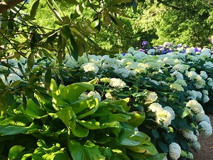 50 reactions | Hosta x 'Sum and Substance is one of the largest hostas and perhaps the most popular hosta among plant lovers. Its huge leathery, chartreuse leaves become more golden as summer approaches. The 'Sum and Substance' hosta can reach 3 feet tall and 5 to 6 feet wide and is very slug resistant. | Delano Park Conservancy | Facebook
