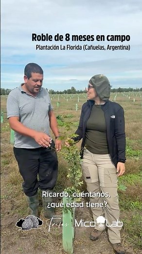 The growth of truffle oaks in Trufas Fortín Quieto